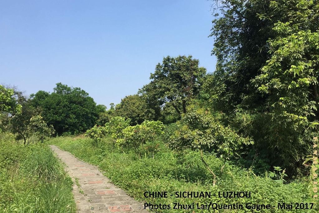 Luzhou 179.JPG